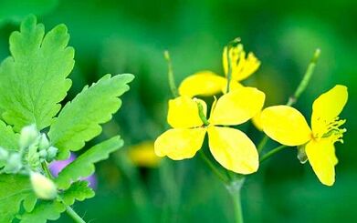 Uso di Celandine per rimuovere le verruche