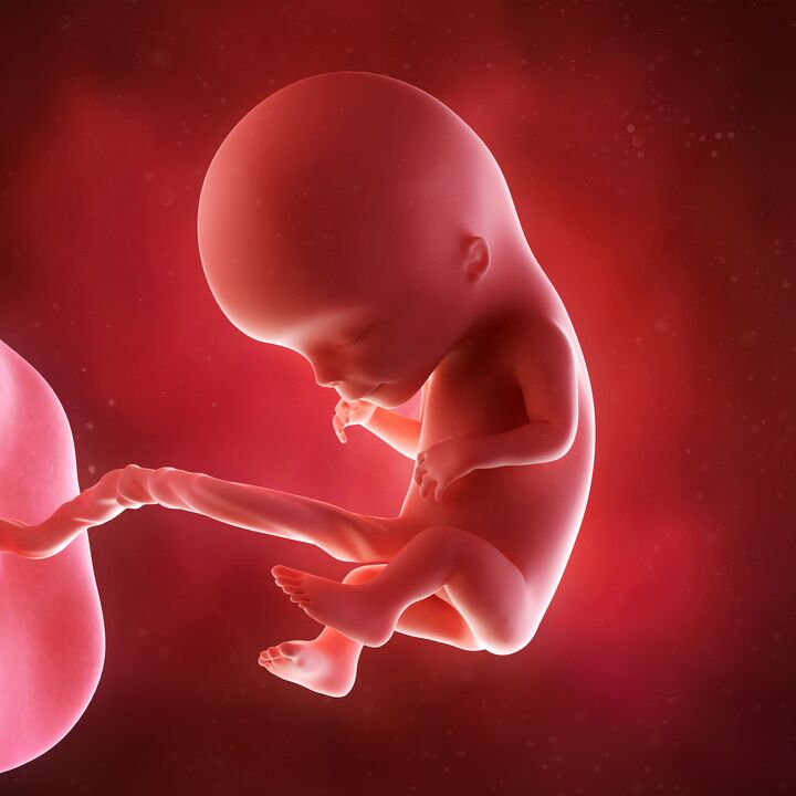 bambino nel grembo materno