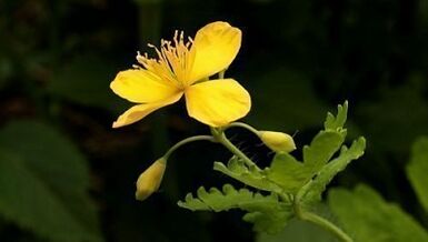 Rimozione delle verruche con Celandine